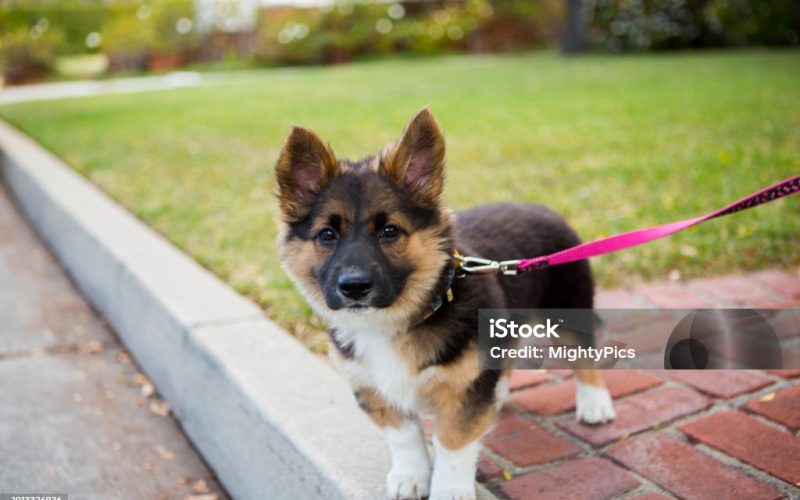 Dog, Corgi German Shepherd, Animal, Canine, Mixed-Breed Dog, Leash
