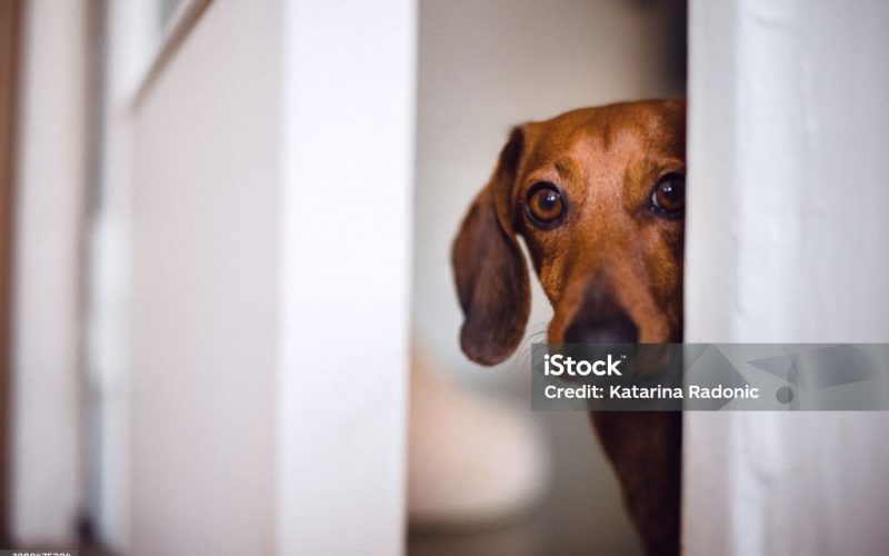 Dog peeking behind the door