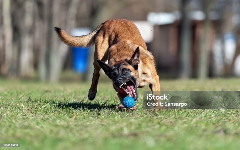 Belgian Shepherd puppy Malinois playing with a blue sports ball on the grass. The dog opens its mouth very wide to catch a toy.