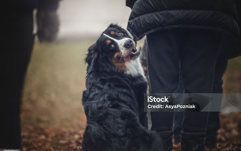 Dogs and ther owners at the obedinece training.