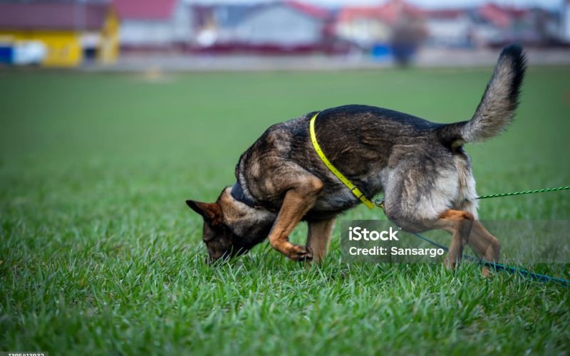 Young german shepherd working lines in tracking harness. German Shepherds are good tracking dogs as they have an extraordinary ability to sniff out faint scents from a distance.