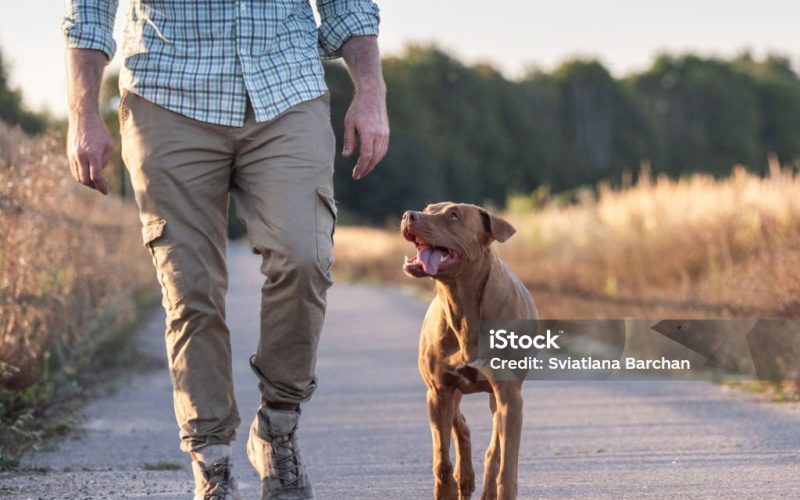 Cute dog and attractive man walking in the park against the backdrop of trees on a clear, sunny day. Closeup, outdoor. Day light. Concept of care, training and raising pets