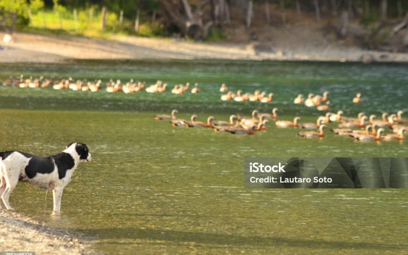 dog looking at group of royal geese, birds of patagonia