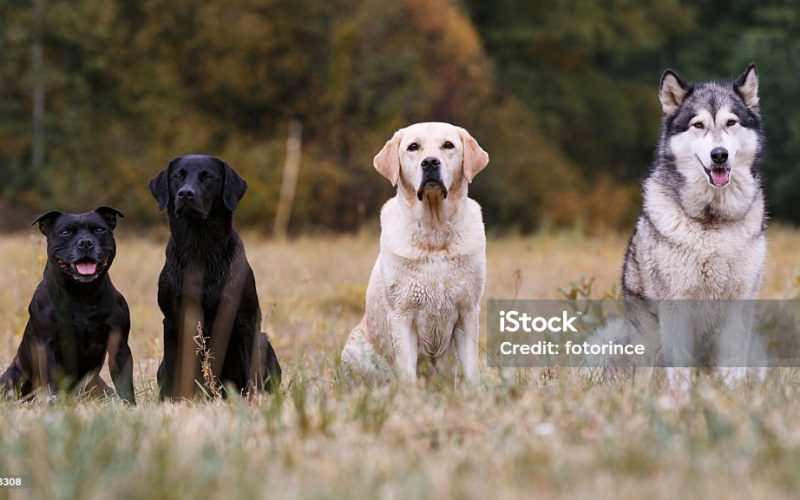 Various breeds of dogs sitting on autumn meadow