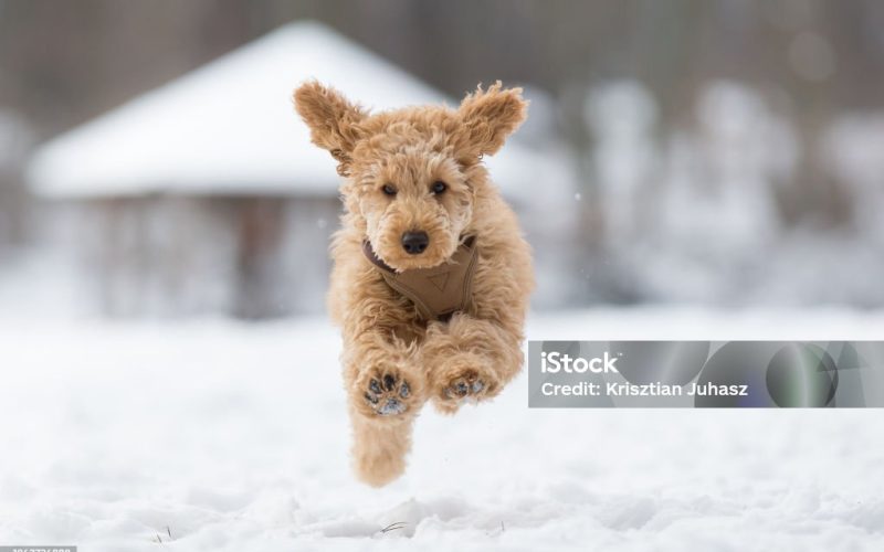 Poodle puppy in the snowy Vienna Woods, Austria - Pudel Welpe im verschneiten Wienerwald, Österreich
