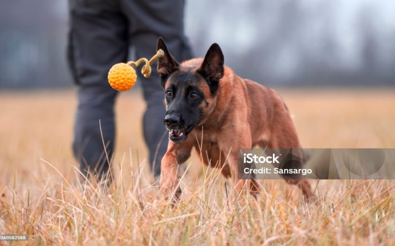 Many trainers choose Malinois for dog sports, because they have been bred almost exclusively for working ability.