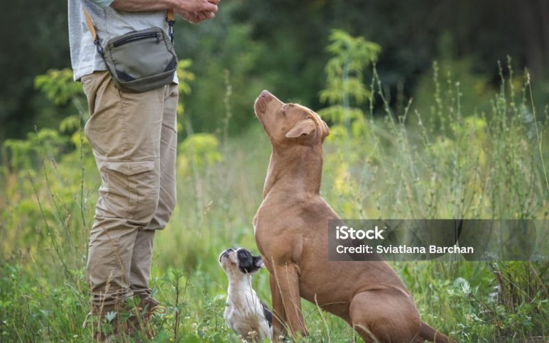 Charming dog, pretty little puppy and attractive man walking in the park against the backdrop of trees on a clear, sunny day. Closeup, outdoor. Day light. Concept of care, training and raising pets