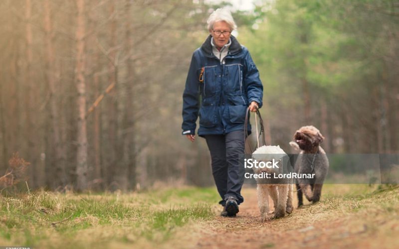 A retired woman out walking two dogs (Lagotto romagnolo) in a spring forest.