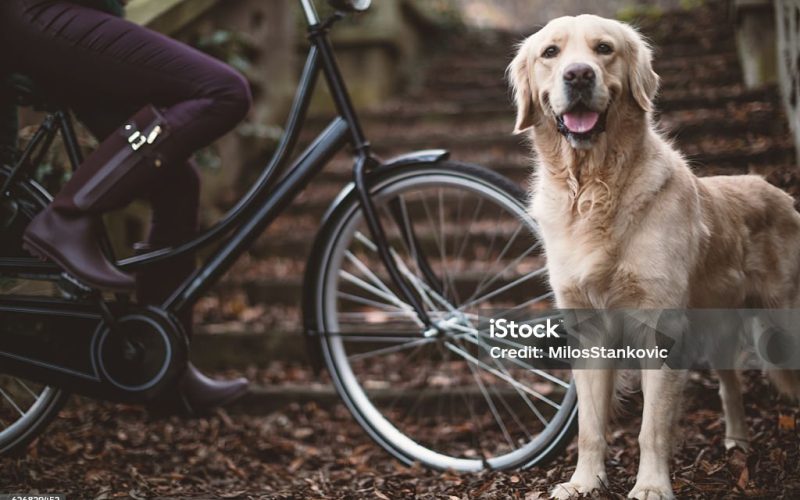 Beautiful young woman with bike and dog on autumn day outdoors.